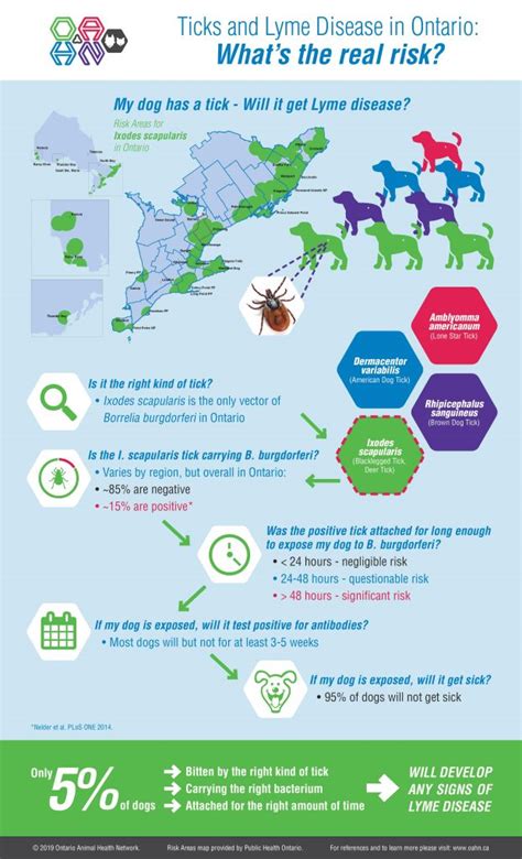 Ticks And Lyme Disease In Ontario Whats The Real Risk Infographic