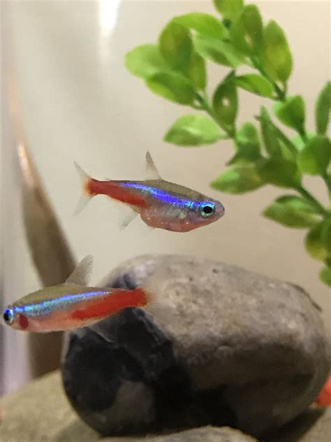 Read on… how to hide a pregnancy for 9 months: Is My Neon Tetra Pregnant?? | My Aquarium Club
