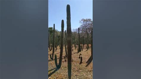 Cactus Labyrinth Tamarindo Costa Rica Youtube