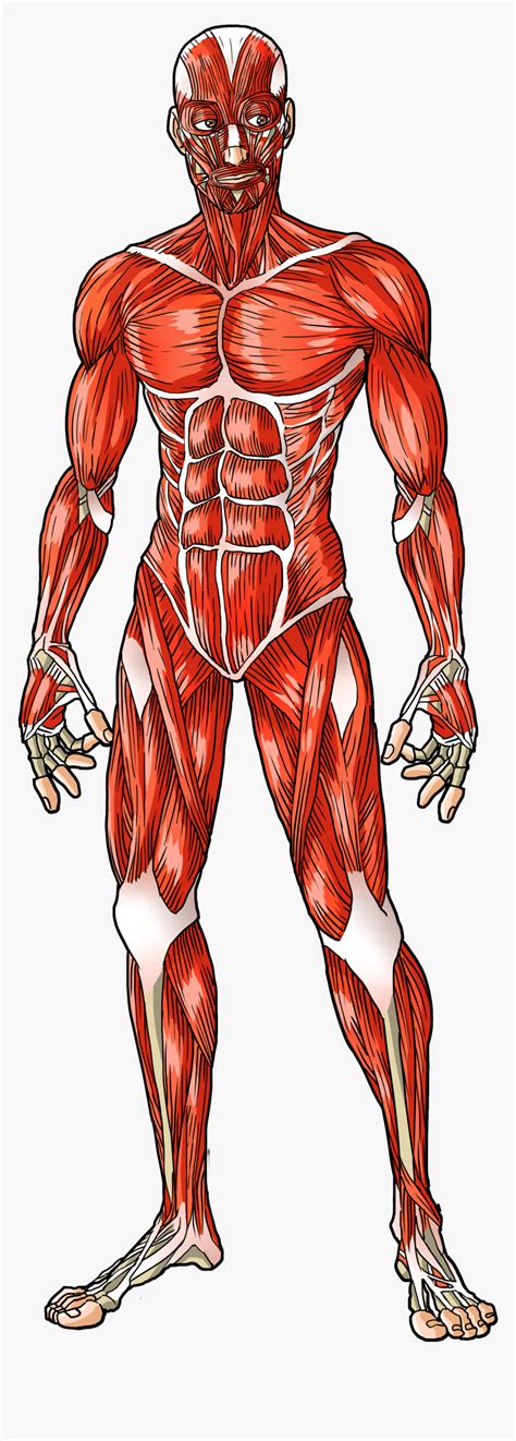 Torso Anatomy Muscles