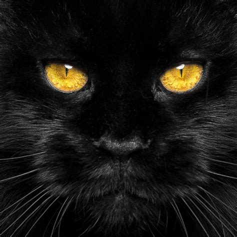 Beautiful Black Cat With Yellow Eyes Raww
