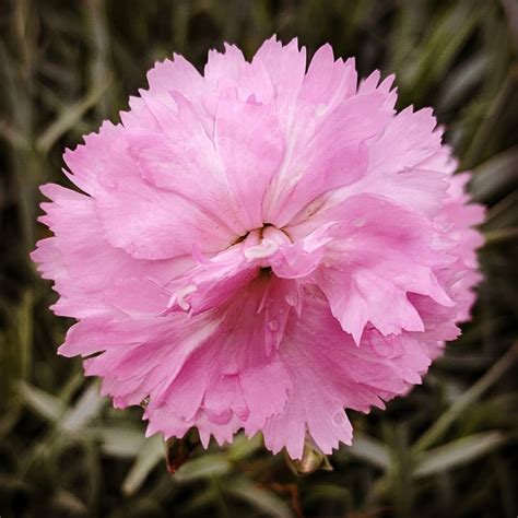 Carnation Meaning Discover The True Origins And Symbolism Of This Flower