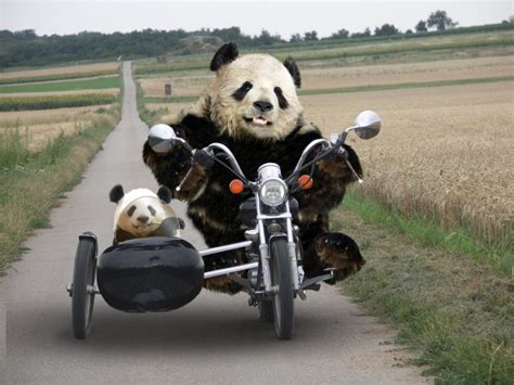 Funny Panda Pictures Weneedfun