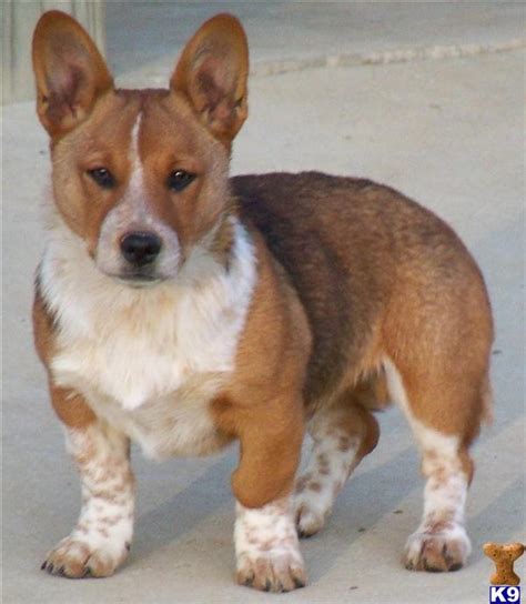 Learn about our available corgi puppies. If you could create your own ultimate dog breed what would ...