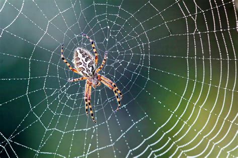 Scientists Reveal Spiders Web Making Secrets Earth Com
