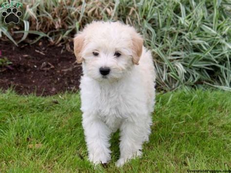 Find labradoodle puppies for sale and dogs for adoption. Konrad, Mini Goldendoodle puppy from Gordonville, PA ...