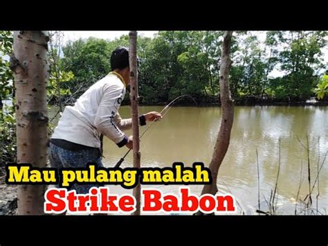 Menggunakan ikan etong, yang dagingnya tebal dan empuk. Awalnya ikan kecil, akhirnya dapat sambaran ikan babon muara dikelasnya - YouTube