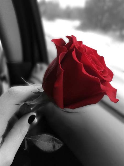 صور ورد رومانسية جميلة صور ورد وزهور Rose Flower Images