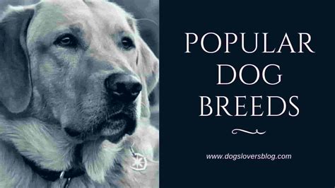 Most Popular Dog Breeds In The World 2021 Archives Dogs Lovers Blog