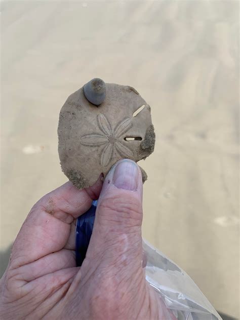 What Creature Is Living On And Through This Sand Dollar Freeport Tx