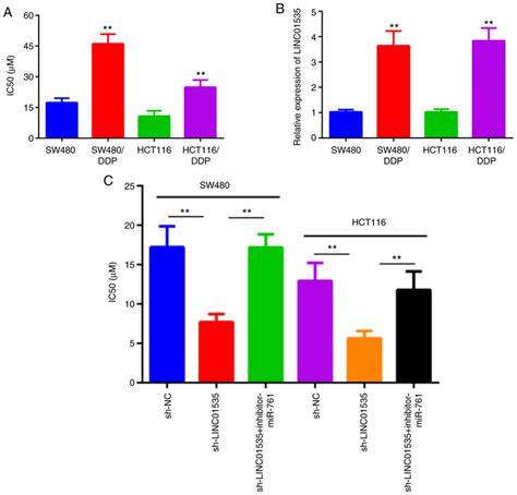 Knockdown Of LINC01535 Enhances The DDP Sensitivity Of DDP Resistant