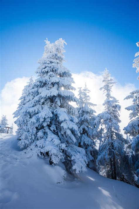 Pine Trees Covered In Snow Stock Image Image Of Lift 50846223