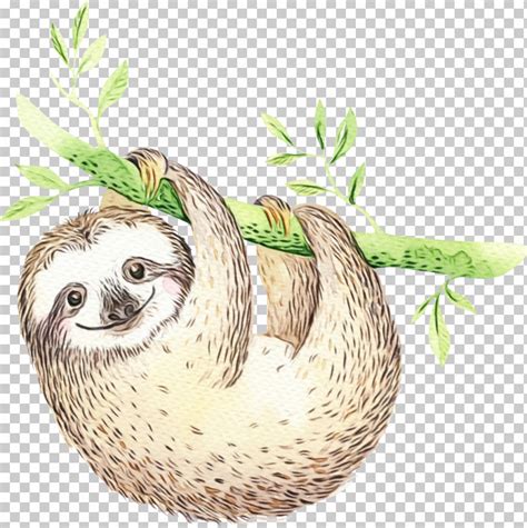 Sloth Three Toed Sloth Two Toed Sloth Plant Drawing Png Clipart Bird