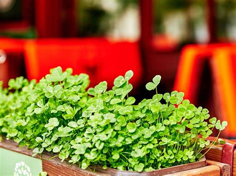 Growing Clover Indoors How To Care For Clover In A Container