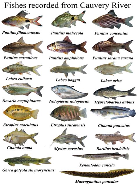 Indian Freshwater Fish Species