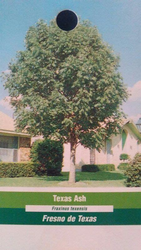 Texas Ash Tree Fast Growing Live Shade Trees New Easy Hardy Healthy