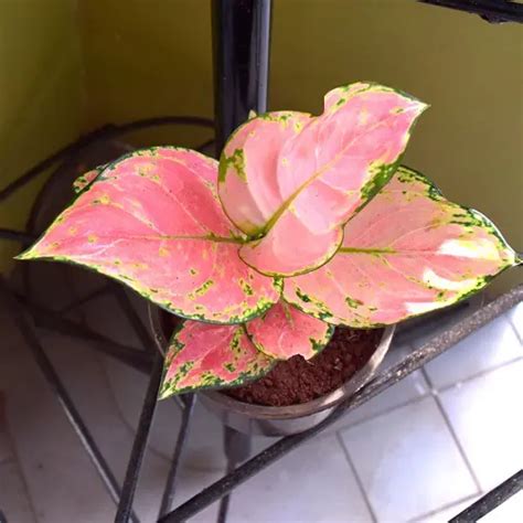 31 Awesome Pretty Pink Indoor Houseplants Pink Leaf Plant Pink Plant Indoor Flowering Plants