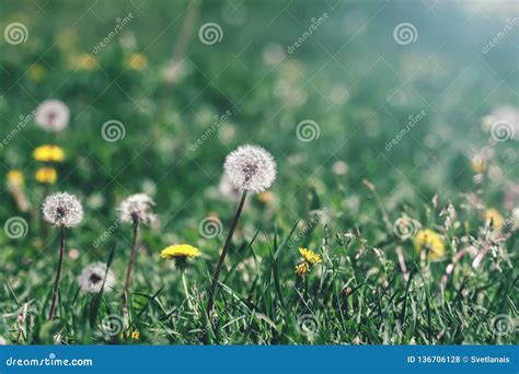 Yellow And White Dandelions Flowers In Grass Selective Focus Spring