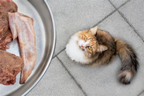 This includes muscle meat, organ meat, and bones. Can a cat eat raw chicken? - PetSchoolClassroom