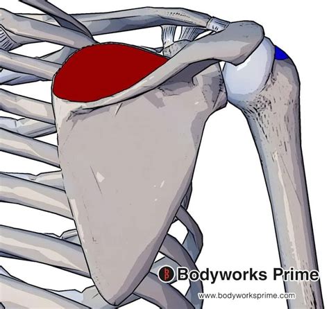 Supraspinatus Muscle Origin Insertion Action Bodyworks Prime