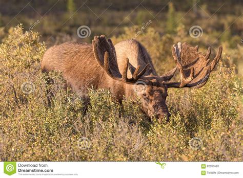 Alaska Yukon Bull Moose Feeding Stock Photo Image Of National Bull