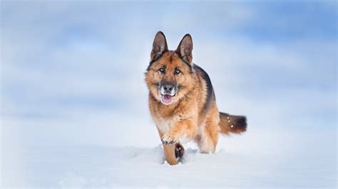 German Shepherd Dog In The Snow Backiee