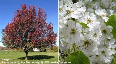 Types Of Ornamental Flowering Pear Trees Fruitless Pear Trees Pictures
