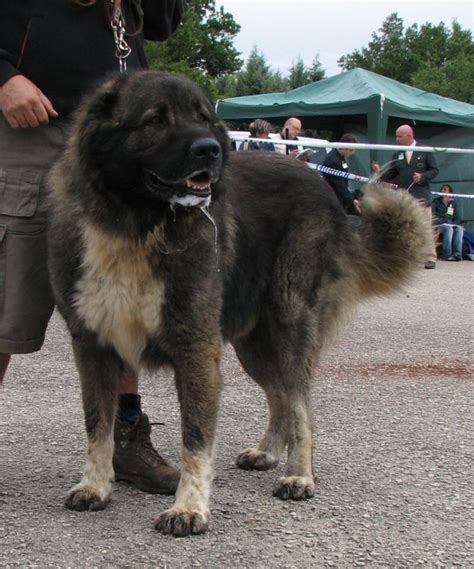 Selective breeding of caucasian shepherds started in the soviet union from about 1920 from dogs of the caucasus mountains and the steppe regions of southern russia. Allevamento della Leggenda