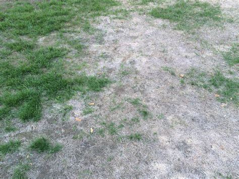 Should i water my lawn uk. grass - How to prepare lawn for overseeding - Gardening & Landscaping Stack Exchange