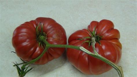 Giant Belgium Tomato Is A Very Popular Heirloom Sweet Tasting Fruit