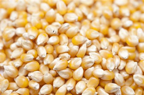 Popping Corn Seeds For Food Grain Pack Size 100g 500g Id 16834476712
