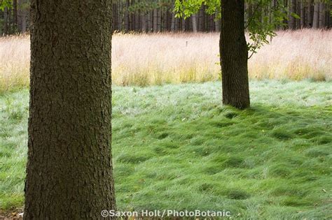 Natural Lawn Of No Mow Fescue With Meadow Of Schizachyrium Scoparium