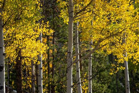 Yellow Aspen Trees In The Fall In Rocky Mountain National Park Colorado