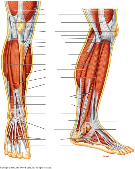 Deigram Of Outside Leg Muscles Anatomy Of Leg And Foot Muscular