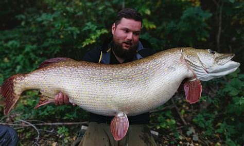 Angler Struggles To Lift The Worlds Biggest Pike Ever Caught After