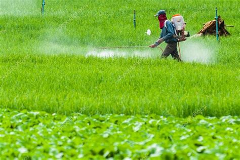 Farmer Spraying Pesticide On Terrace Rice Fields — Stock Photo