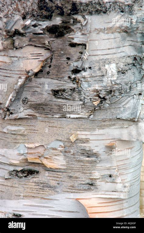 Silver Birch Tree Bark Stock Photo Alamy