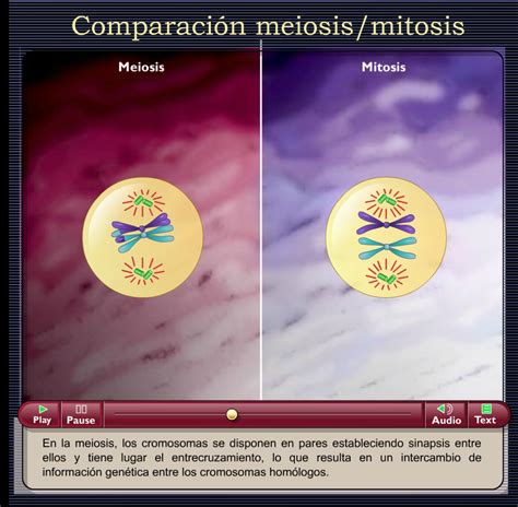 Diferencias Entre Mitosis Y Meiosis