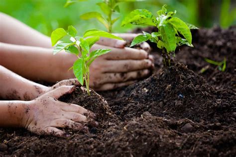 Turkey To Declare A Holiday Dedicated To Planting Trees Inspired By A