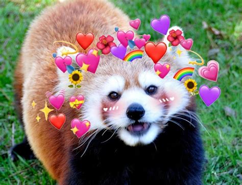 Please Follow Iloveredpandas I Made A Red Panda Profile Picture If
