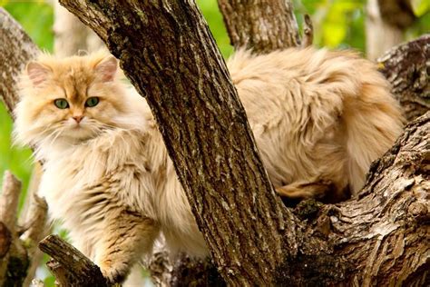 Sahibinden ücretsiz veya satılık british shorthair sahiplendirme ilanlarını görüntüleyin ve erişkin veya yavru british shorthair fiyatları hakkında bilgi edinin. British Longhair - Black Golden Ticked - #cat #chat # ...