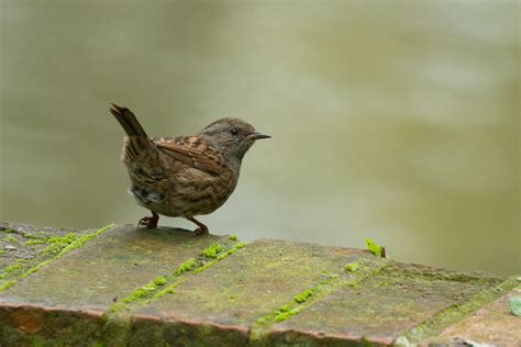 Robin Dunnock Squirrel R Everything Is Permuted