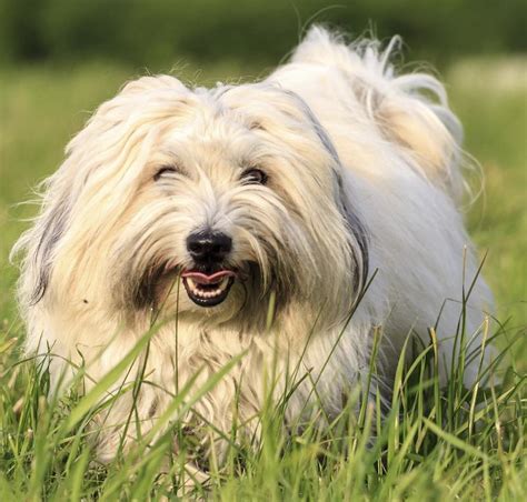 Coton De Tulear Dog Breed Information And Images K9rl