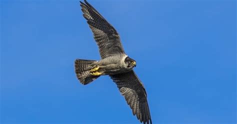 Flying High Peregrine Falcons Return To Irish Skies The Irish Times