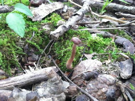 Mushroom Id Help In Central Indiana Mushroom Hunting And