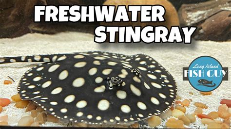 2 New Freshwater Stingray In 125 Gallon Aquarium Youtube