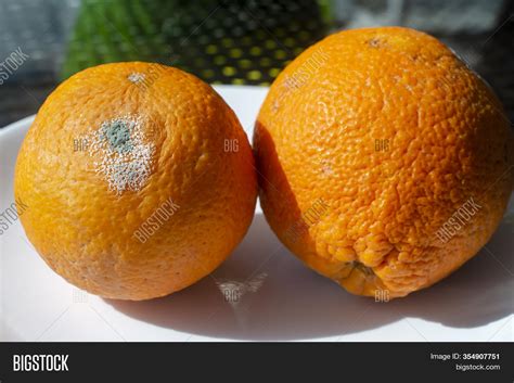Rotten Citrus Image And Photo Free Trial Bigstock