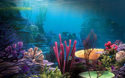 Océanos Submarinos Coral Reefs 4k Nature Hd Desktop Wallpaper