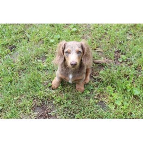 We offer all colors, all patterns, smooth coats, long coats, wirehairs, and english creams. True's Country Dachshunds, Dachshund Breeder in ...