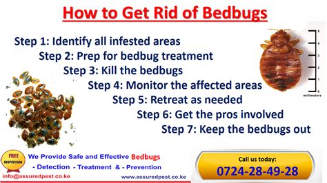 Bed Bugs Are Everywhere These Days And We Are All At Risk Assured